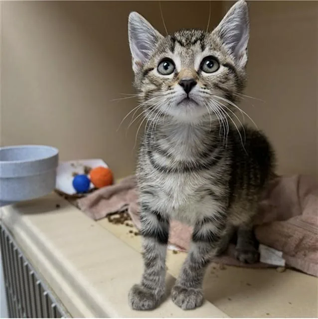A baby small-sized male Domestic Short Hair cat named Cheetos for adoption in Lincolnton, NC