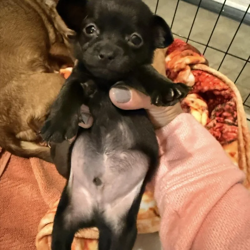 A baby small-sized male Black Chihuahua dog named Teeny for adoption in Brentwood, CA