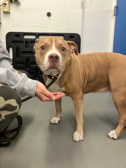 An adult large-sized female Pit Bull Terrier dog named Miss Meatball for adoption in Seattle, WA