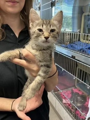 An adult small-sized female Domestic Short Hair cat named Pumbaa for adoption in Lafayette, IN