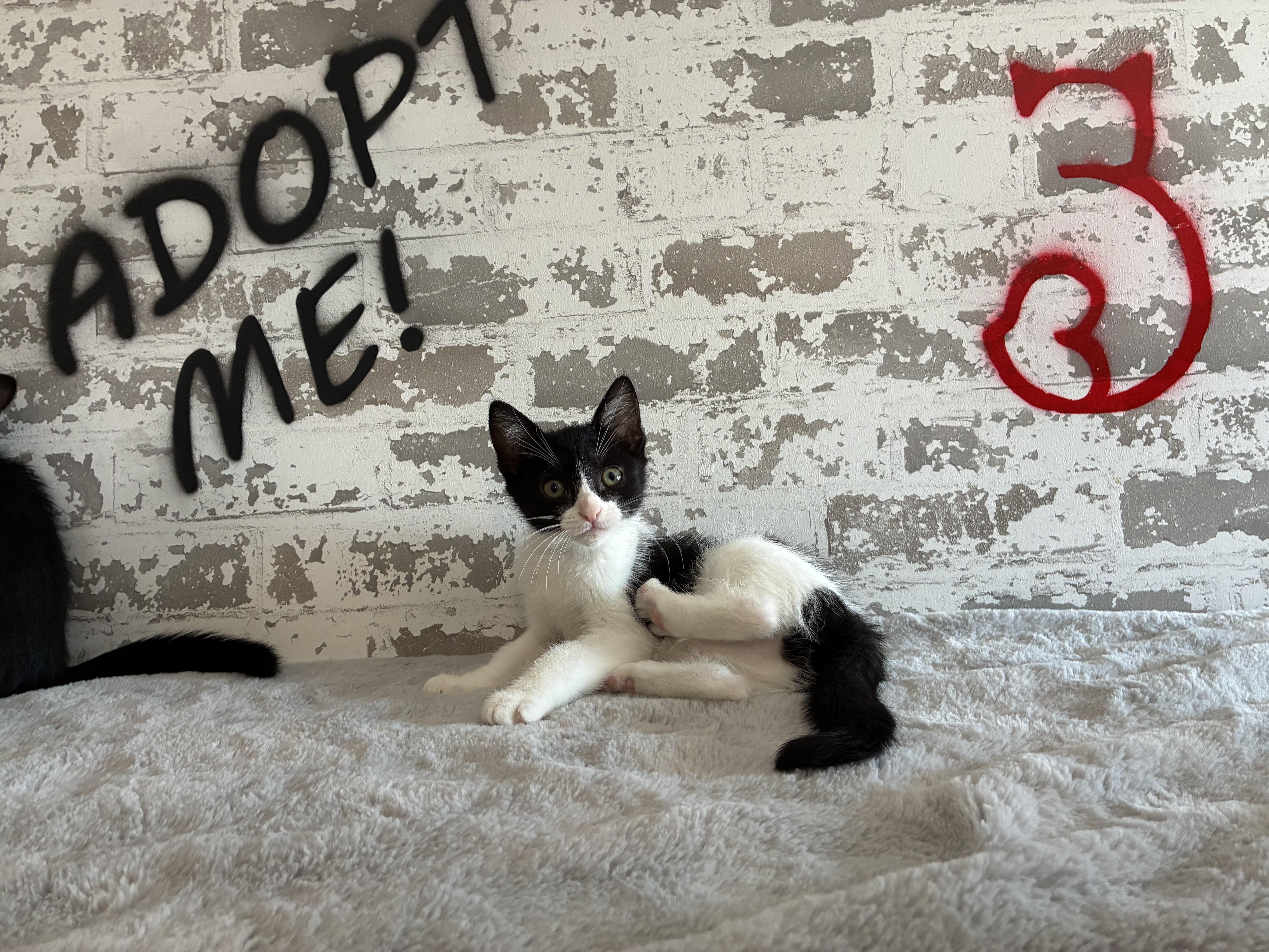 A baby small-sized female Domestic Short Hair cat named Charlotte for adoption in queen creek, AZ