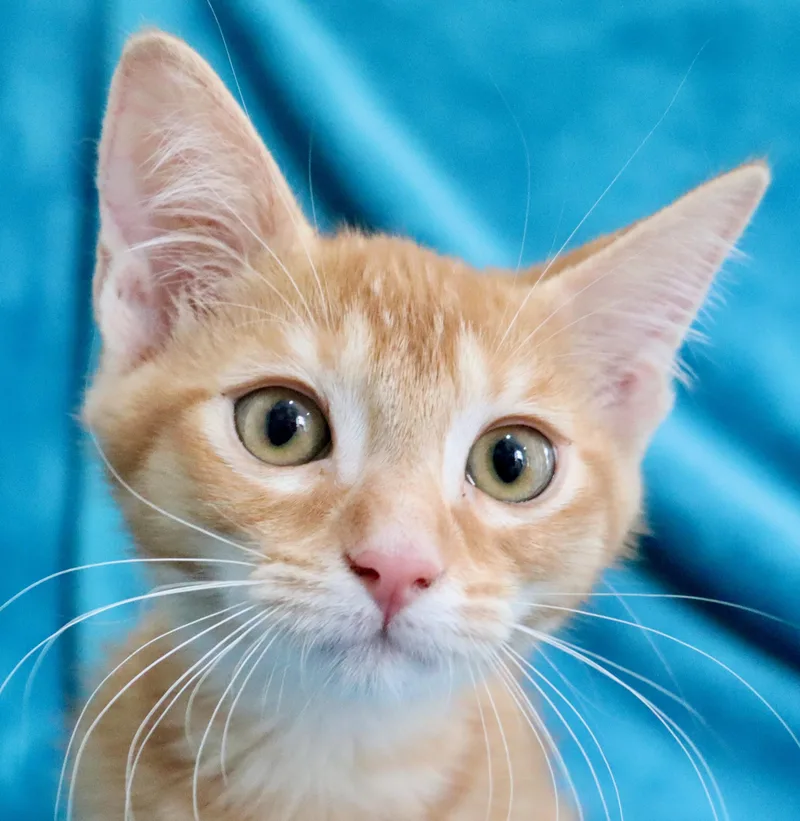 A baby medium-sized female Tabby (Orange / Red) Tabby cat named Toulouse for adoption in Saint Augustine, FL