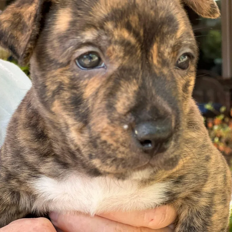 A baby small-sized female Brindle Mixed Breed dog named Pretzel for adoption in Tunica, MS