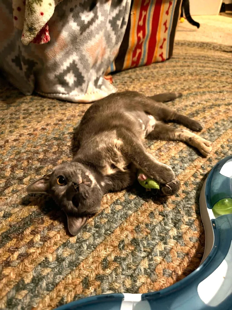 A young medium-sized female Dilute Tortoiseshell cat named Marble for adoption in Cincinnati, OH