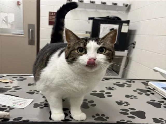 An adult small-sized female Domestic Short Hair cat named Rosie for adoption in Derwood, MD