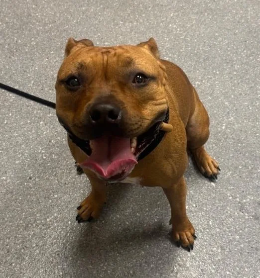 A young large-sized female Staffordshire Bull Terrier dog named Delphina for adoption in Greenfield, IN
