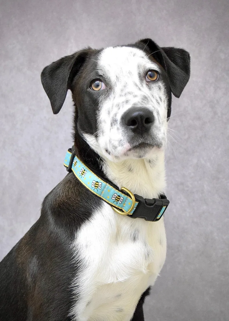 A baby medium-sized male Black Pit Bull Terrier dog named Masa for adoption in Dublin, CA