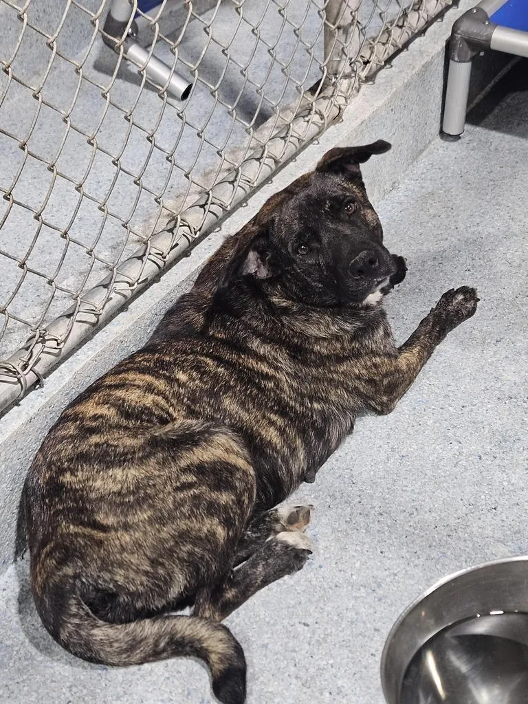 Gracie