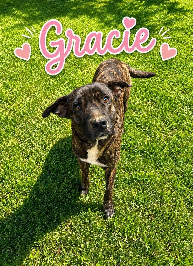 Gracie thumbnail 3