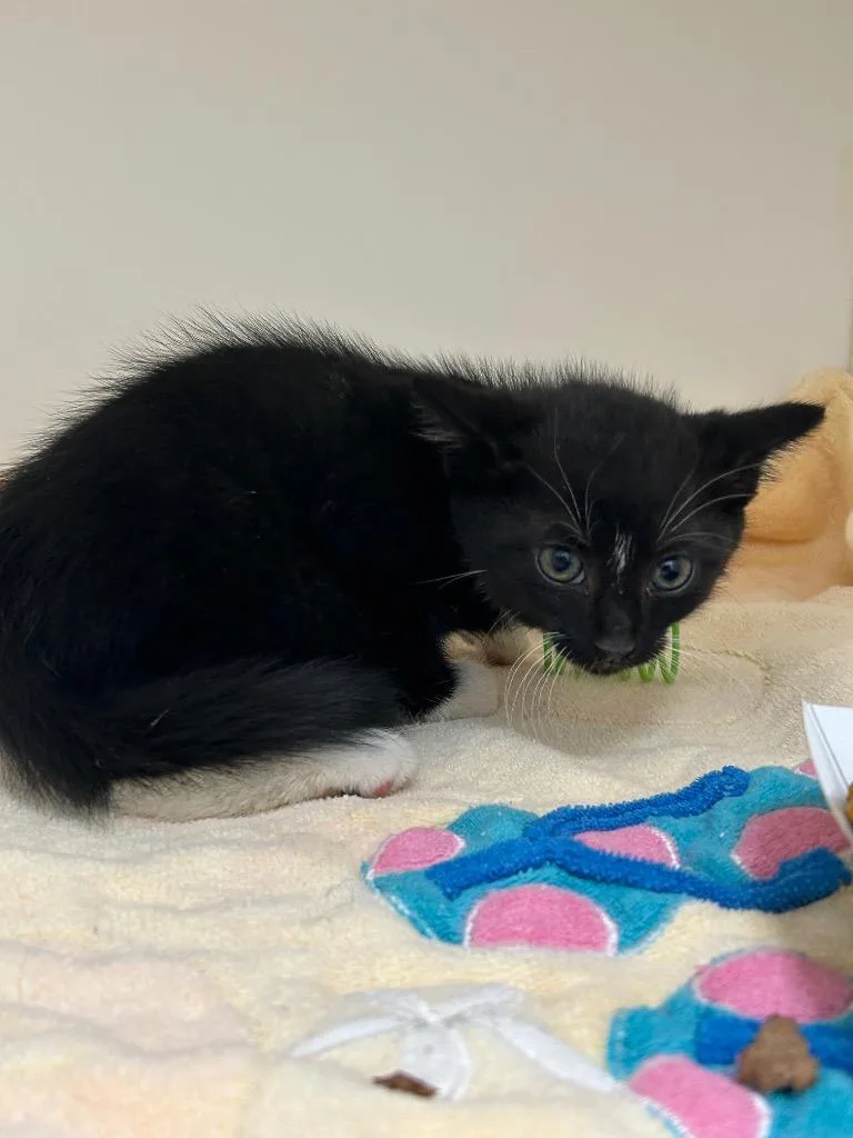 A baby small-sized female Domestic Short Hair cat named Joan Jett for adoption in Oxford, NC