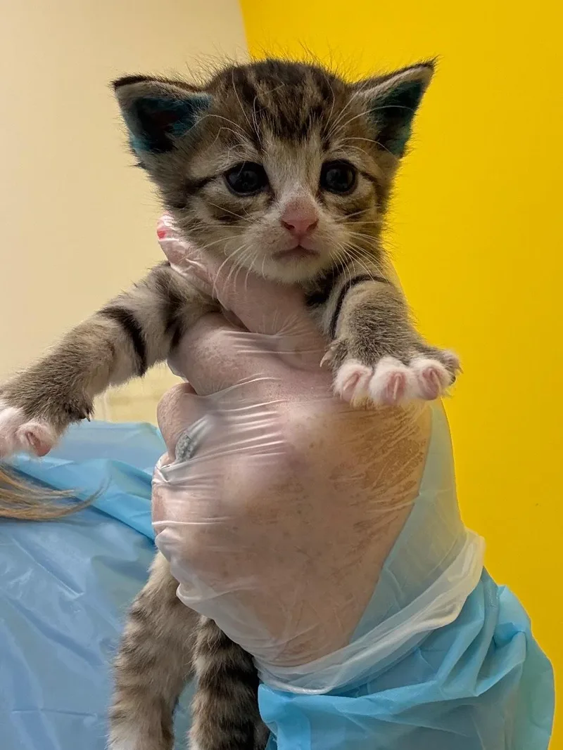A baby small-sized female Domestic Short Hair cat named Quinn for adoption in Raleigh, NC