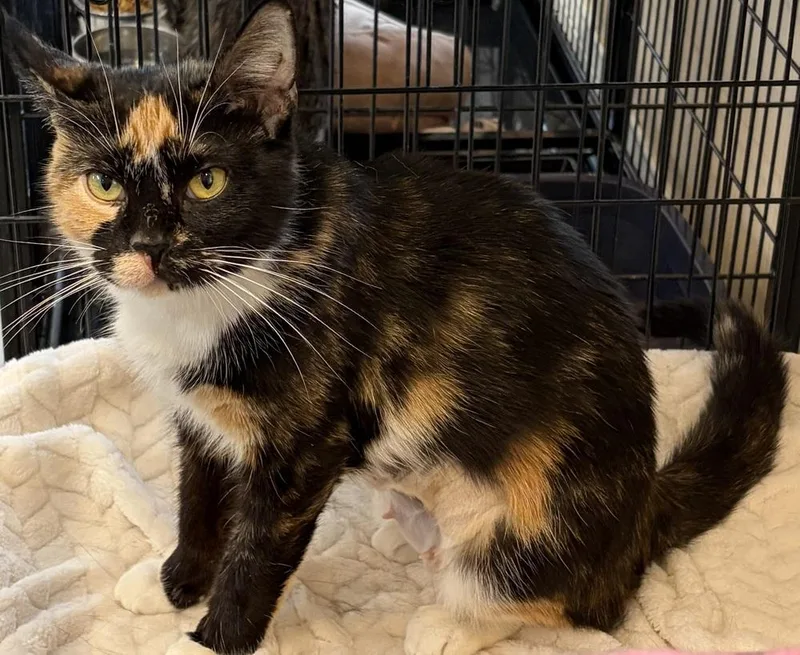 A young small-sized female Domestic Short Hair cat named Gracie G for adoption in Southbury, CT