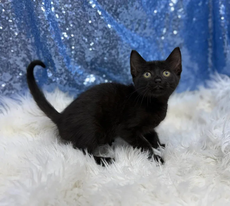A young medium-sized male Black Domestic Short Hair cat named Lex for adoption in Clarkesville, GA