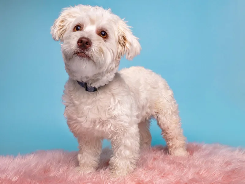 A young small-sized female Cockapoo dog named Jambalaya for adoption in Palo Alto, CA