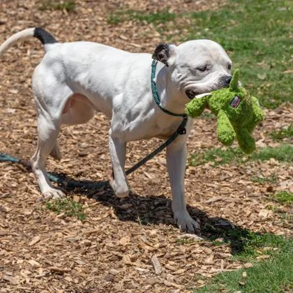 An adult large-sized male Mixed Breed dog named Pacman for adoption in Chamblee, GA