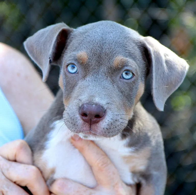 A baby large-sized female White / Cream Doberman Pinscher dog named Riley for adoption in Kansas City, KS