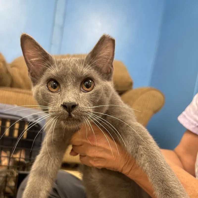 A baby extra large-sized male Gray / Blue / Silver Domestic Short Hair cat named Clark for adoption in Hattiesburg, MS