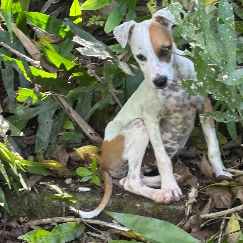 Patch "who Is Your thumbnail 4