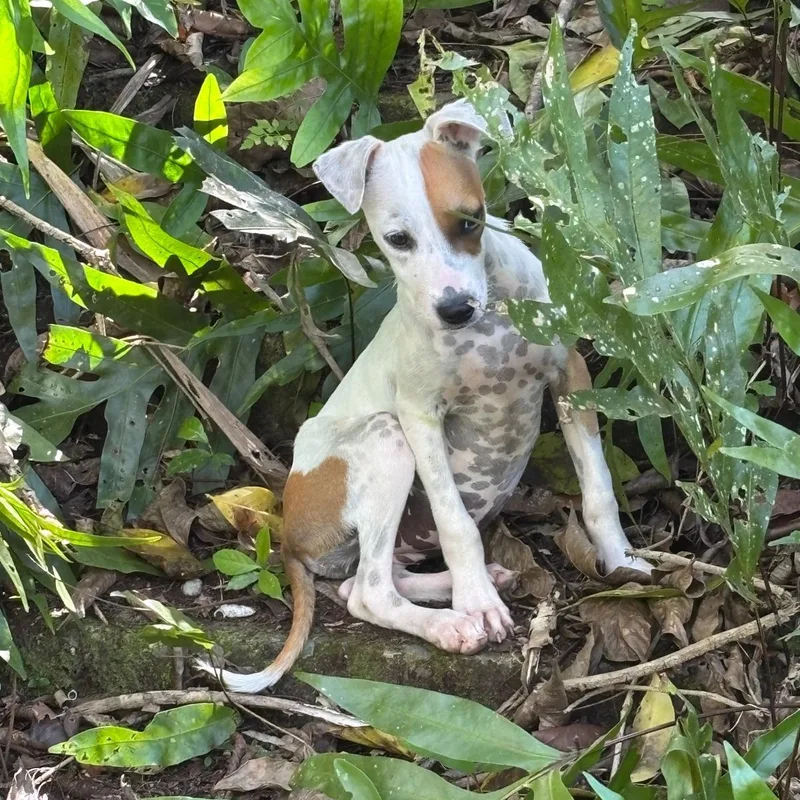 Patch "who Is Your thumbnail 5