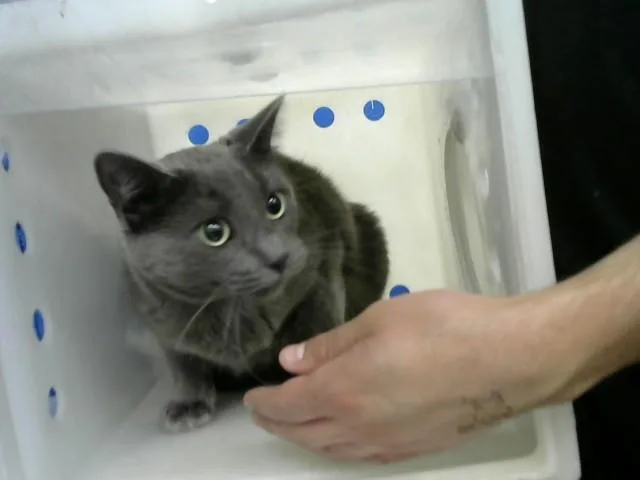 An adult medium-sized female Domestic Medium Hair cat named Locy for adoption in Albuquerque, NM