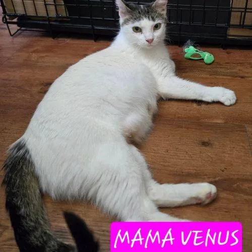 A young medium-sized female White Domestic Short Hair cat named Venus for adoption in Elizabeth, IL