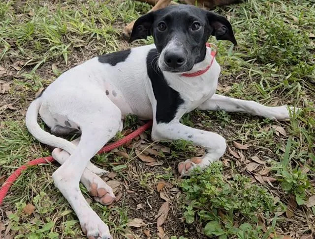 A baby small-sized male English Coonhound dog named Gumball for adoption in Fort Lauderdale, FL
