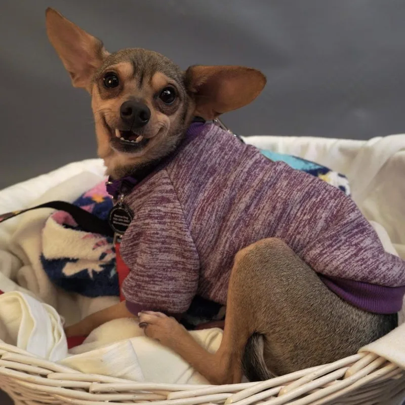 An adult small-sized male Black Chihuahua dog named Cody D for adoption in Princeton, MN