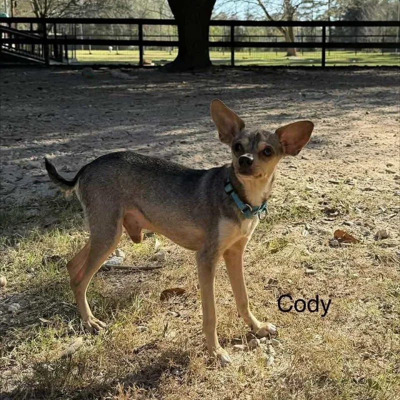 Cody D thumbnail 2
