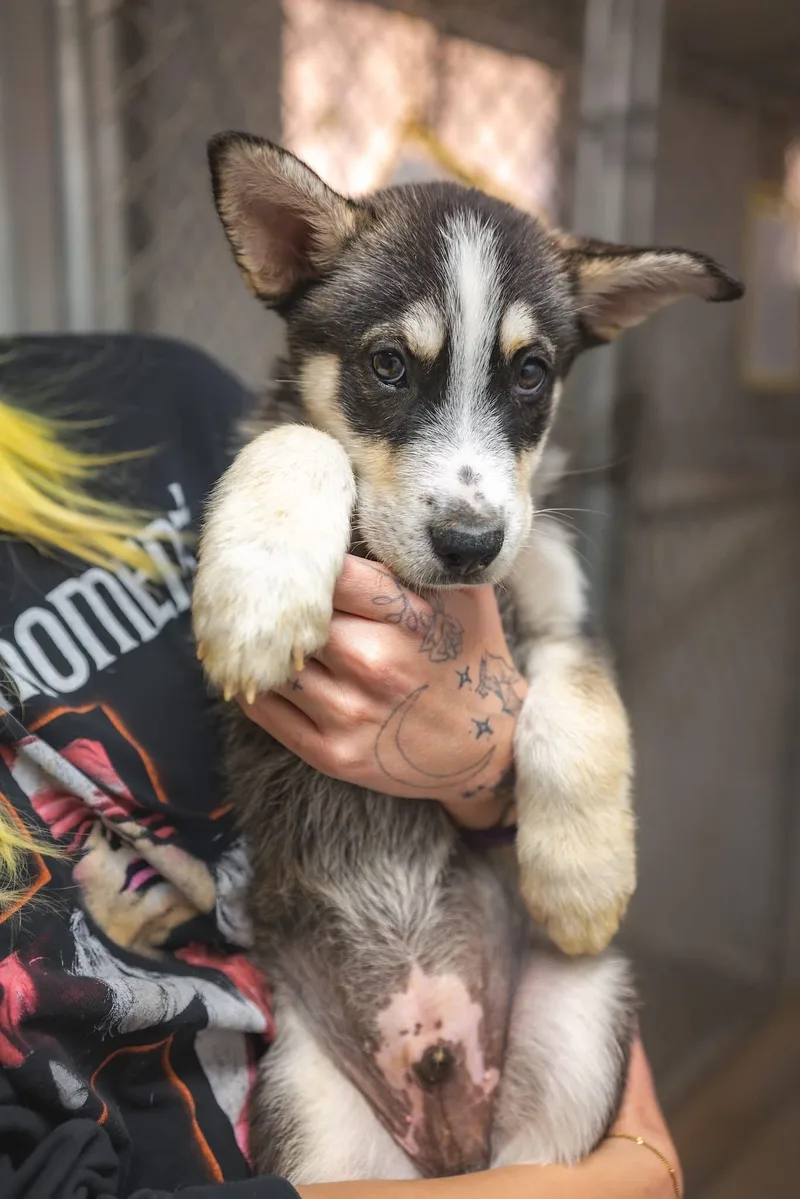 A baby medium-sized male Brown / Chocolate Husky dog named Drowzee for adoption in Globe, AZ