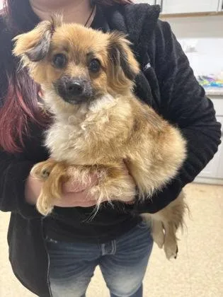 A baby small-sized male Pomeranian dog named Johnny for adoption in St. Anne, IL
