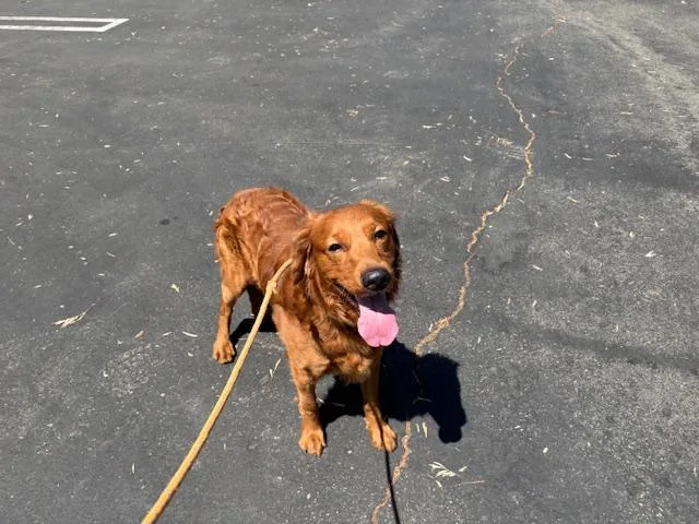 A young small-sized male Golden Retriever dog named Milo for adoption in Van Nuys, CA