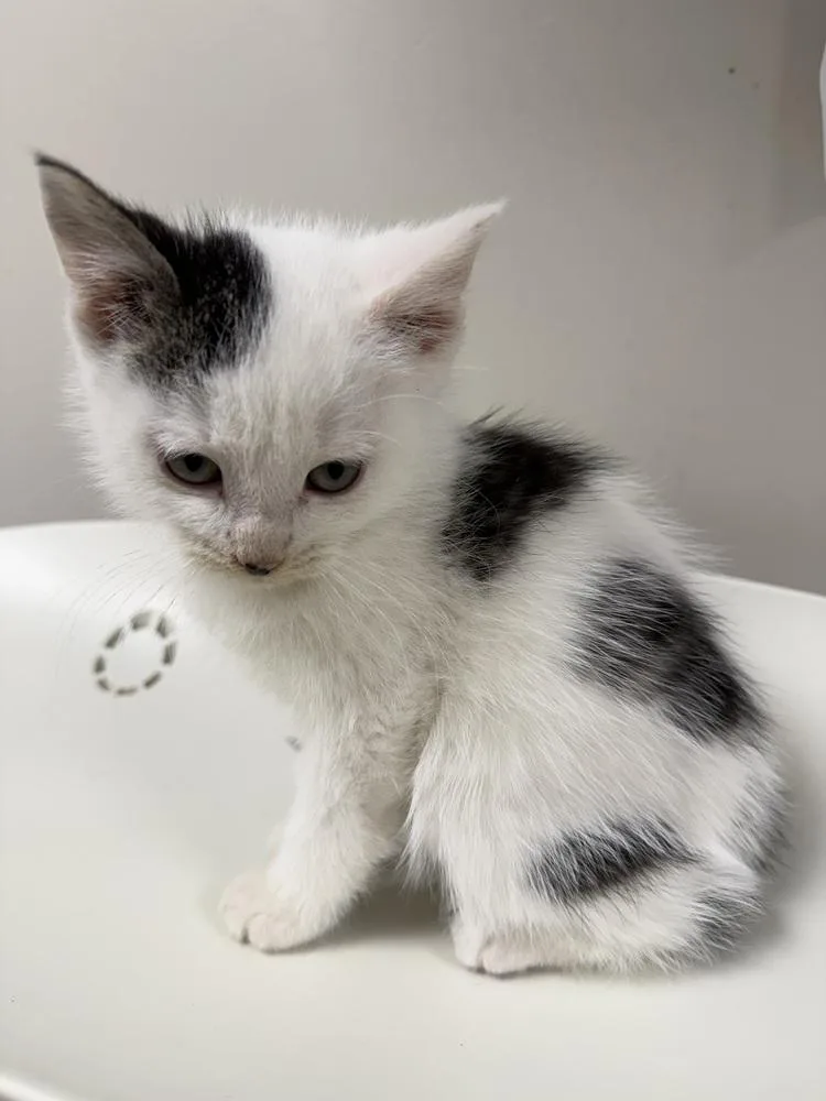 A baby small-sized male Black & White / Tuxedo Domestic Short Hair cat named Onyx for adoption in Bemidji, MN
