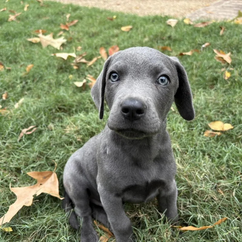 A baby medium-sized male Gray / Blue / Silver Beagle dog named Buster for adoption in Cordova, TN