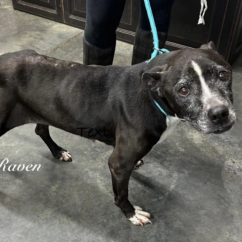 A senior medium-sized female Black Pit Bull Terrier dog named Raven for adoption in Princeton, KY