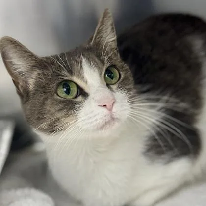 Doja Cat thumbnail 2