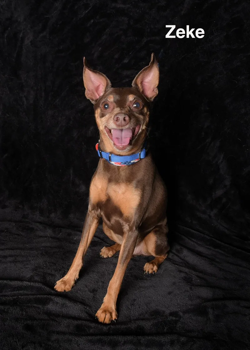 An adult small-sized male Brown / Chocolate Miniature Pinscher dog named Zeke for adoption in Van Nuys, CA