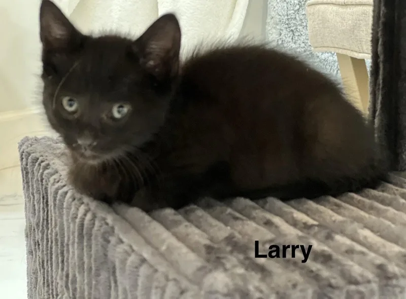 Larry .. thumbnail 2