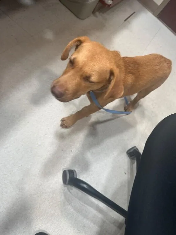A young medium-sized male Mixed Breed dog named Hooch for adoption in Hobbs, NM