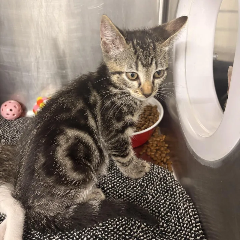 A baby small-sized male Brown / Chocolate Domestic Short Hair cat named Finch for adoption in Newark, NJ