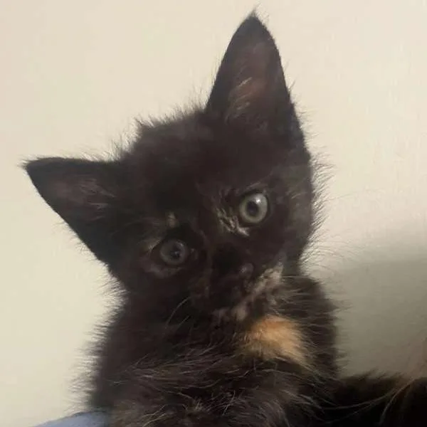 A baby small-sized female Tortoiseshell Domestic Short Hair cat named Cake Pop for adoption in Winchester, VA