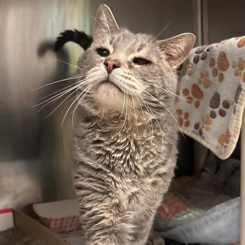 A senior medium-sized male Gray / Blue / Silver Domestic Short Hair cat named Uncle Leo for adoption in Belleville, IL
