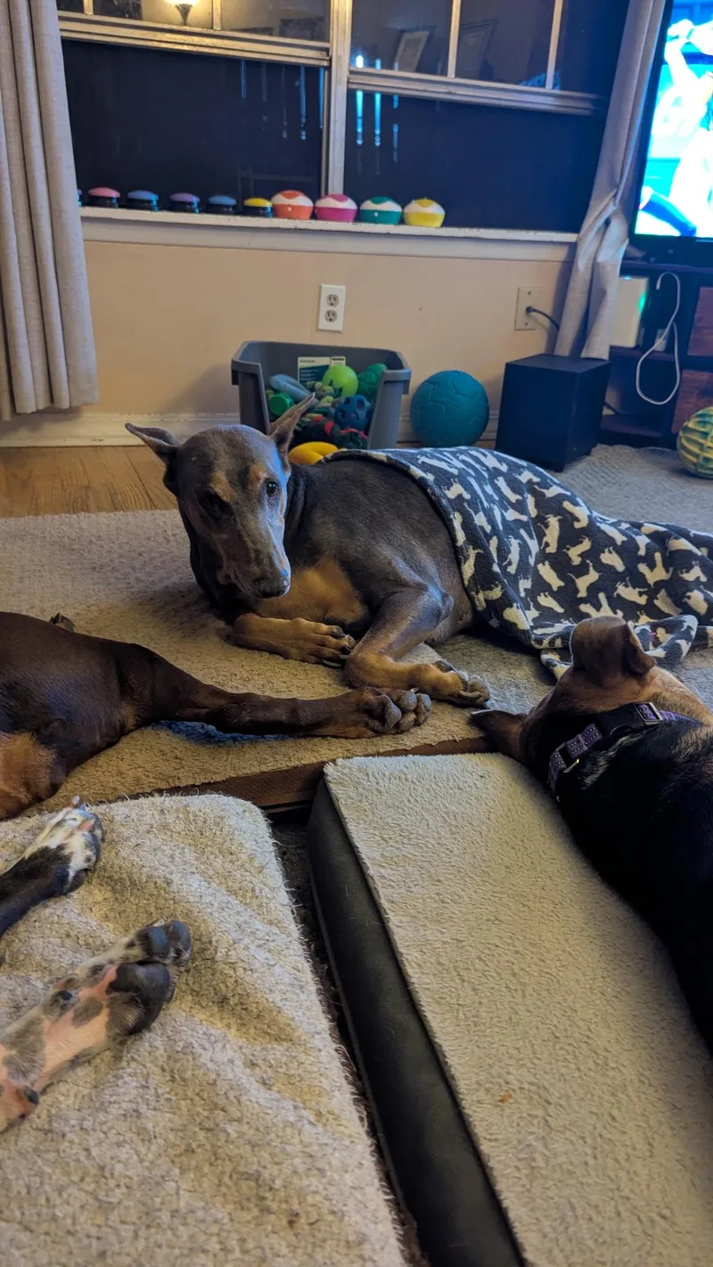 A senior large-sized female Doberman Pinscher dog named Sida for adoption in Evergreen, CO