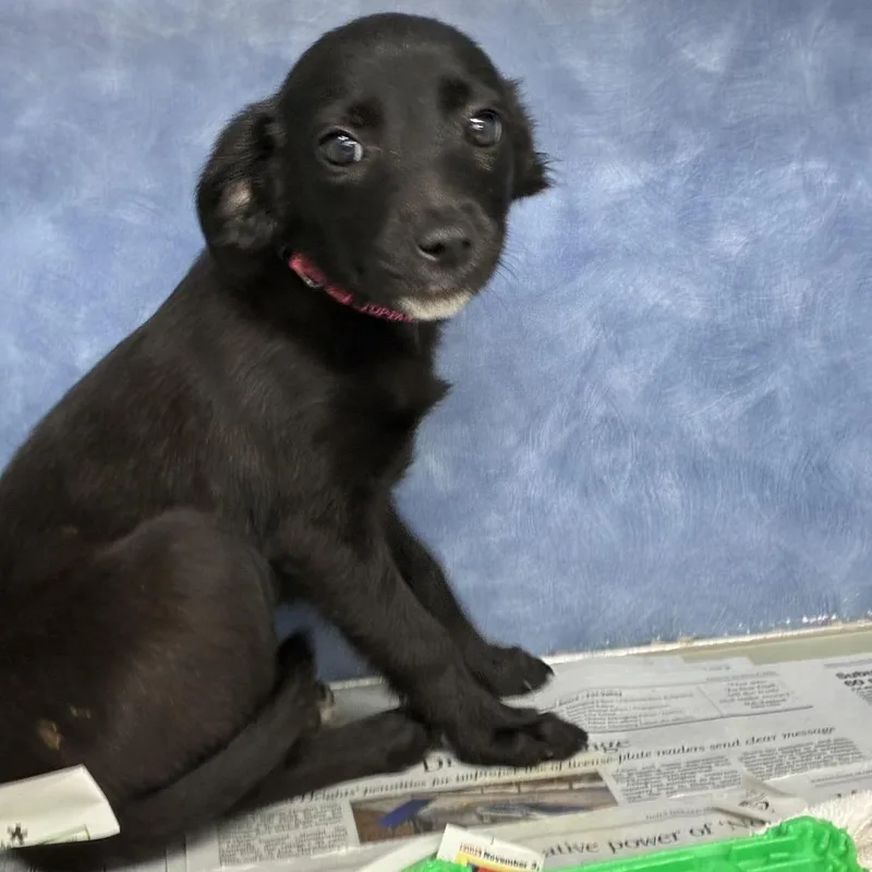 A baby small-sized female Black Catahoula Leopard Dog dog named Silver for adoption in South Elgin, IL