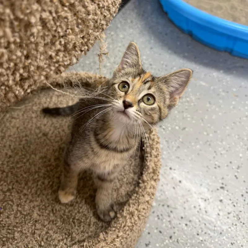 A baby small-sized female Torbie Domestic Short Hair cat named Lanai for adoption in Pontiac, IL