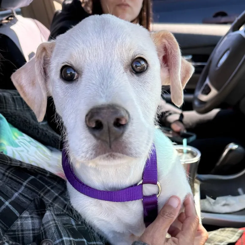 A young medium-sized female White / Cream Terrier dog named Opal for adoption in Asher, OK