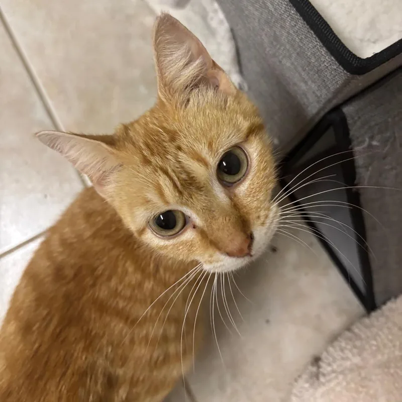 Penny