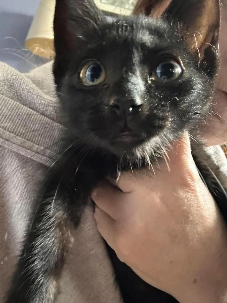 A baby small-sized male Black & White / Tuxedo Domestic Short Hair cat named Pocus for adoption in Virginia Beach, VA