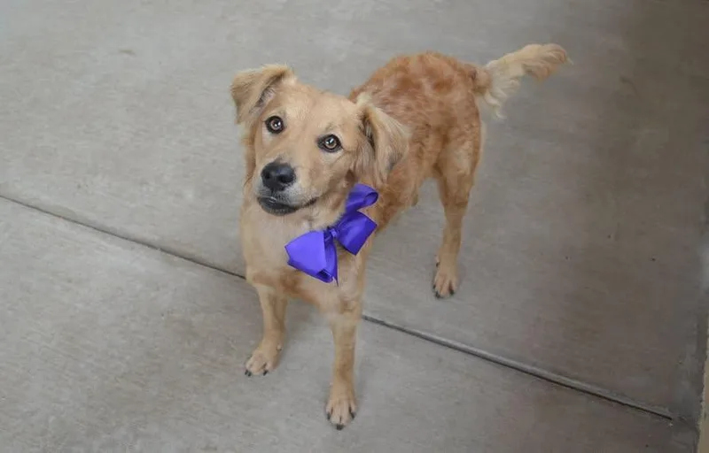 A young large-sized female Golden Retriever dog named Babadook for adoption in McKinney, TX