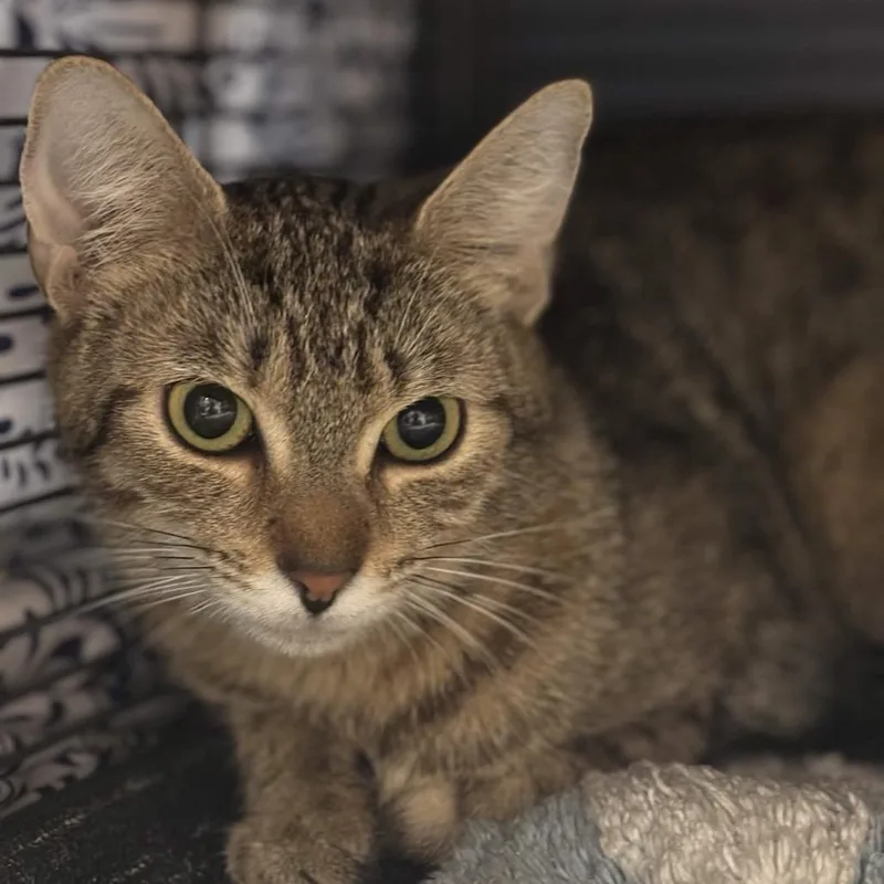 A young medium-sized female Brown / Chocolate Domestic Short Hair cat named Jane for adoption in Port Charlotte, FL