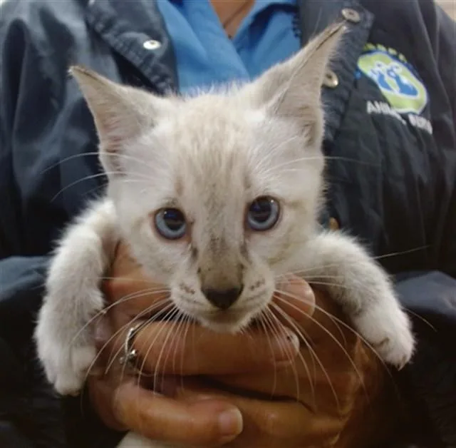 A baby small-sized male Domestic Short Hair cat named Johnny for adoption in Miami, FL